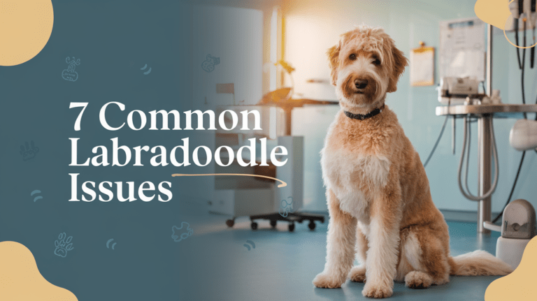 Professional labradoodle in vet clinic with text about behavior problems
