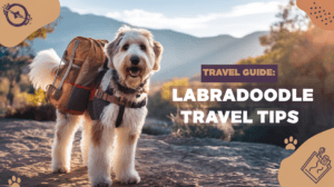 Read more about the article Travel with Labradoodle – 15 Essential Tips for Successful Adventures in 2025