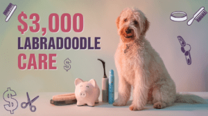Read more about the article Are Labradoodles High Maintenance? 2025 Complete Guide